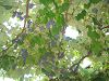 Cliquez ici pour voir l'image (Porto084.jpg)
